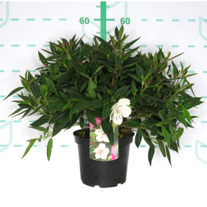 Tibouchina urvilleana "Peace Baby" 5L 20/25