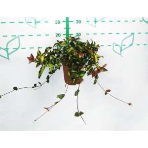 Trachelospermum asiaticum "Aureovariegata" 1.5L 10/15