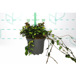 Trachelospermum asiaticum "Aureovariegata" 3L 10/15