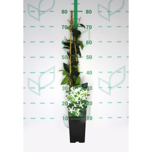 Trachelospermum jasminoides 2L Alto Tutor 60