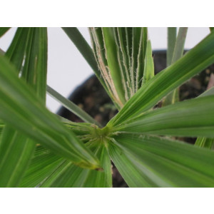 Trachycarpus fortunei 3L R/C 3-4 plantas 20/30