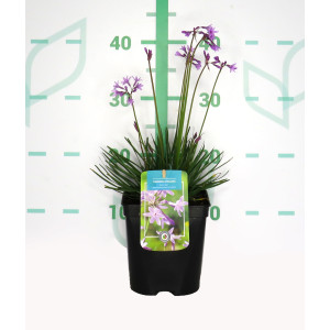 Tulbaghia "Dark Star" ® 2L R/C  