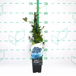 Vaccinium corymbosum 2L Alto 4 Tutores 60 40