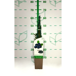 Vaccinium corymbosum "Blueday" 2L Alto 4 Tutores 60 L1