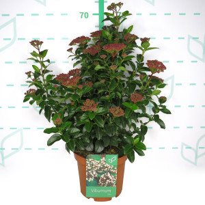 Viburnum tinus 5L 30/40  