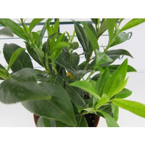 Viburnum lucidum 2.5L 35/45