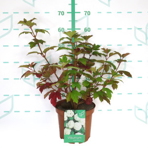 Viburnum opulus "Roseum" 5L 60/80