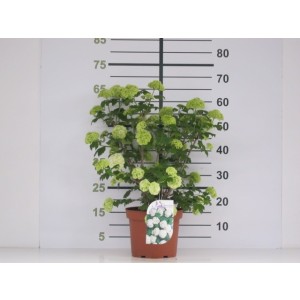 Viburnum opulus "Roseum" 5L 60/80