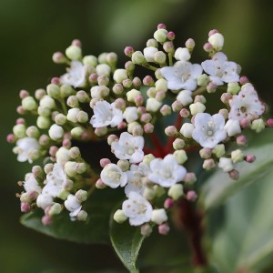 Viburnum tinus 2L 20/30