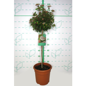 Viburnum tinus 10L Deco Ht 60 90/100