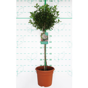 Viburnum tinus 10L Deco Ht 60 90/100