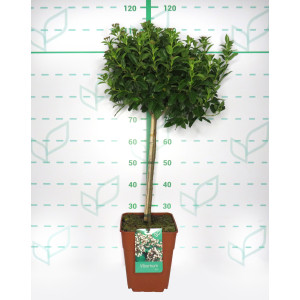 Viburnum tinus 11L Cuadrada Ht 40 80/100
