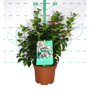 Viburnum tinus 3L 25/35