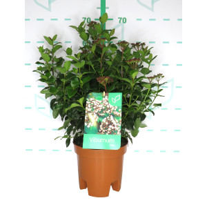 Viburnum tinus 5L 30/40  