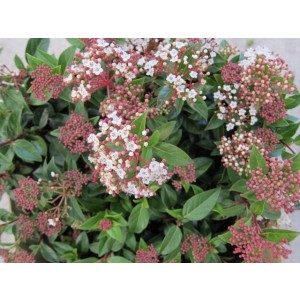Viburnum tinus 10L Deco Ht 60 90/100