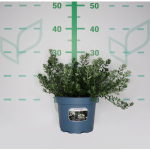Westringia fruticosa 2L 15/20