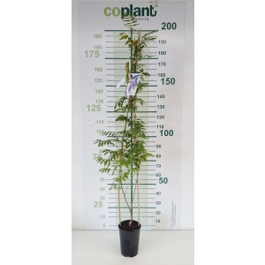 Wisteria floribunda "Longissima Alba" 5.5L alto 1 Tutor 150 120