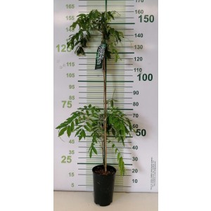 Wisteria floribunda "Macrobotrys" 5.5L alto 1 Tutores 150 120