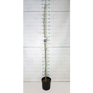 Wisteria sinensis 10L 160/180
