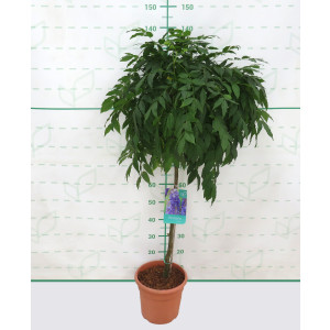 Wisteria sinensis 10L Deco Ht 60-80 100/120 "Alba";"Russelliana""Violacea Plena"
