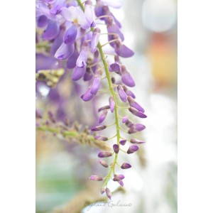 Wisteria sinensis 2L Alto 3 Tutores 60