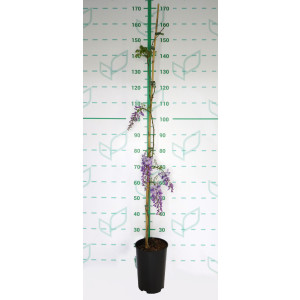 Wisteria sinensis 5.5L Alto 1 Tutores 150