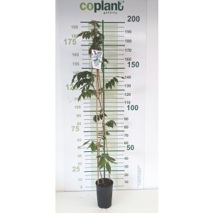 Wisteria venusta 5.5L Alto 1 Tutor 150 120