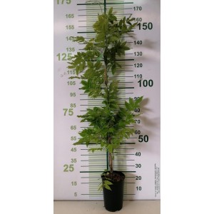 Wisteria floribunda "Violacea Plena" 5.5L alto 2 Tutores 180