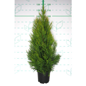 x Cupressocyparis leylandii "Pyramidalis Aurea" 5L 80/100