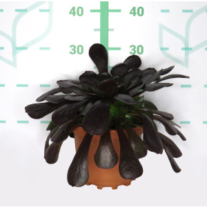 x Semponium 3L