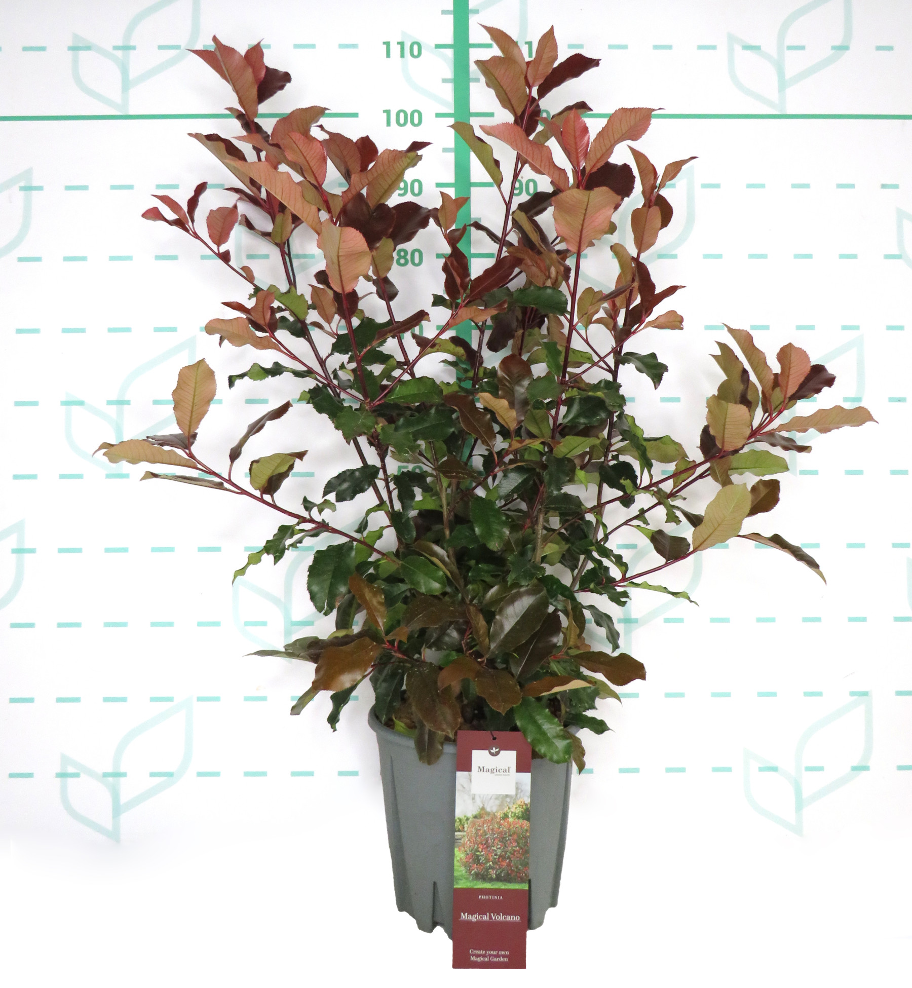 Photinia "Magical Volcano" 10L 80/90 - PHOTINIA - ARBUSTIVES