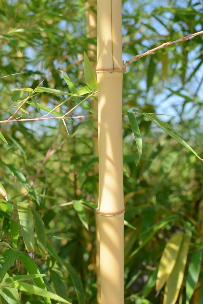 Phyllostachys aureosulcata "Aureocaulis" 15L 8-10 250/300