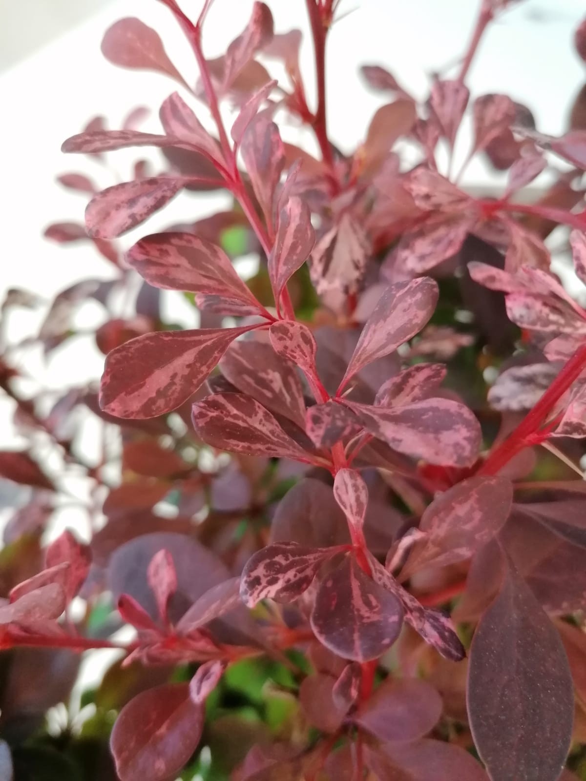 Berberis thunbergii "Harlequin" 2L 20/25