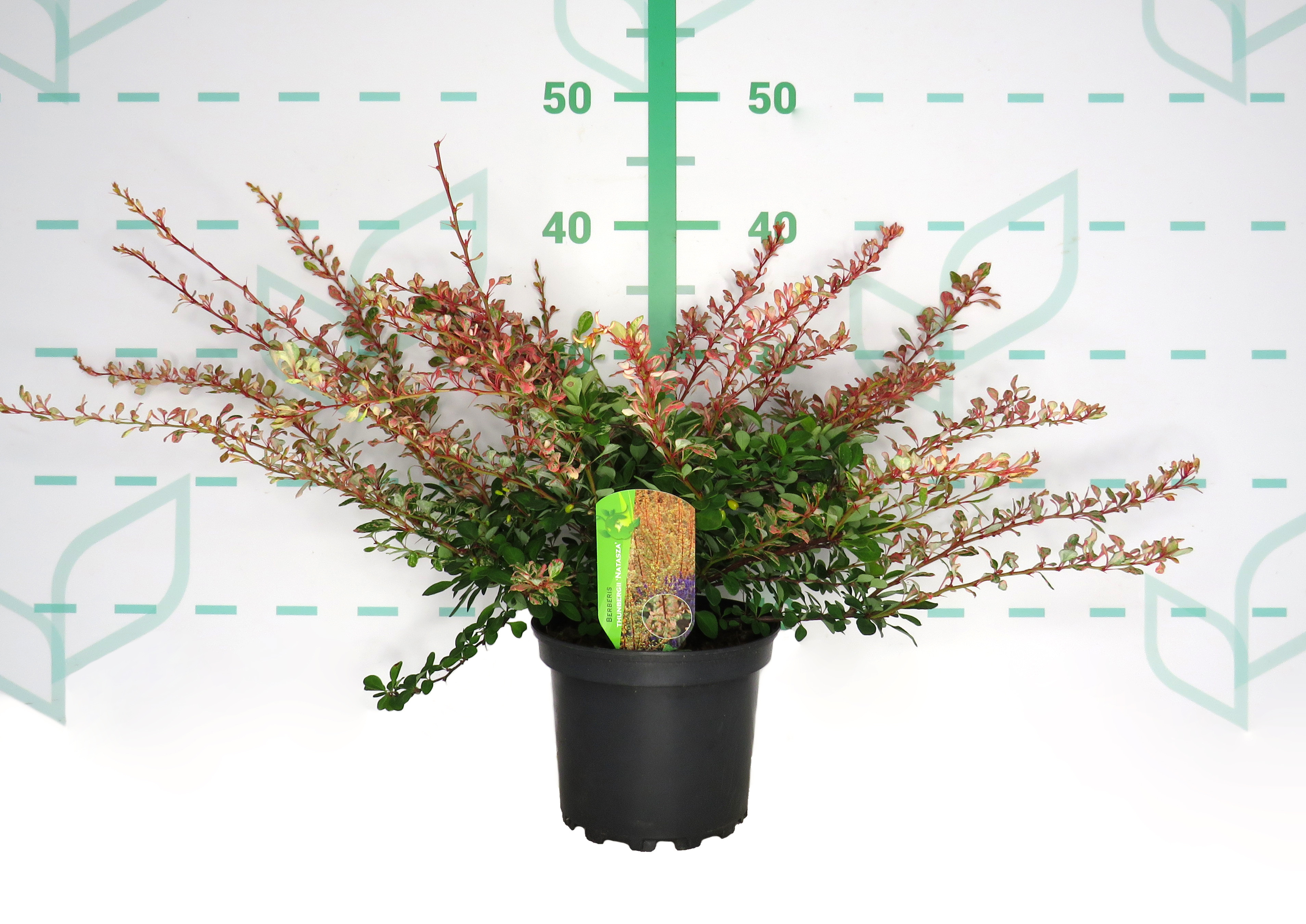 Berberis thunbergii "Natasza" 2L 20/25