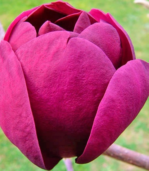 Magnolia "Black Tulip" 10L 160/190