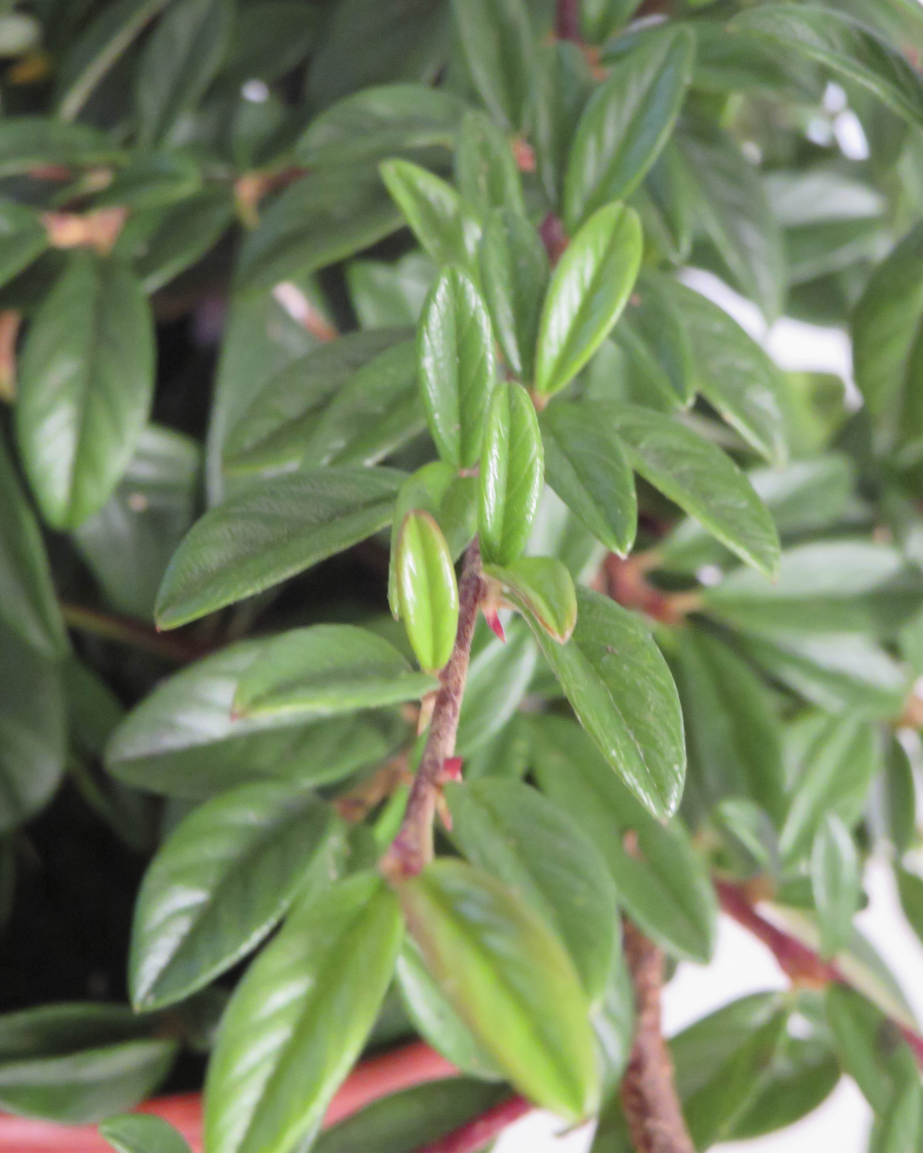 Cotoneaster salicifolia "Nana" 3L 20/30