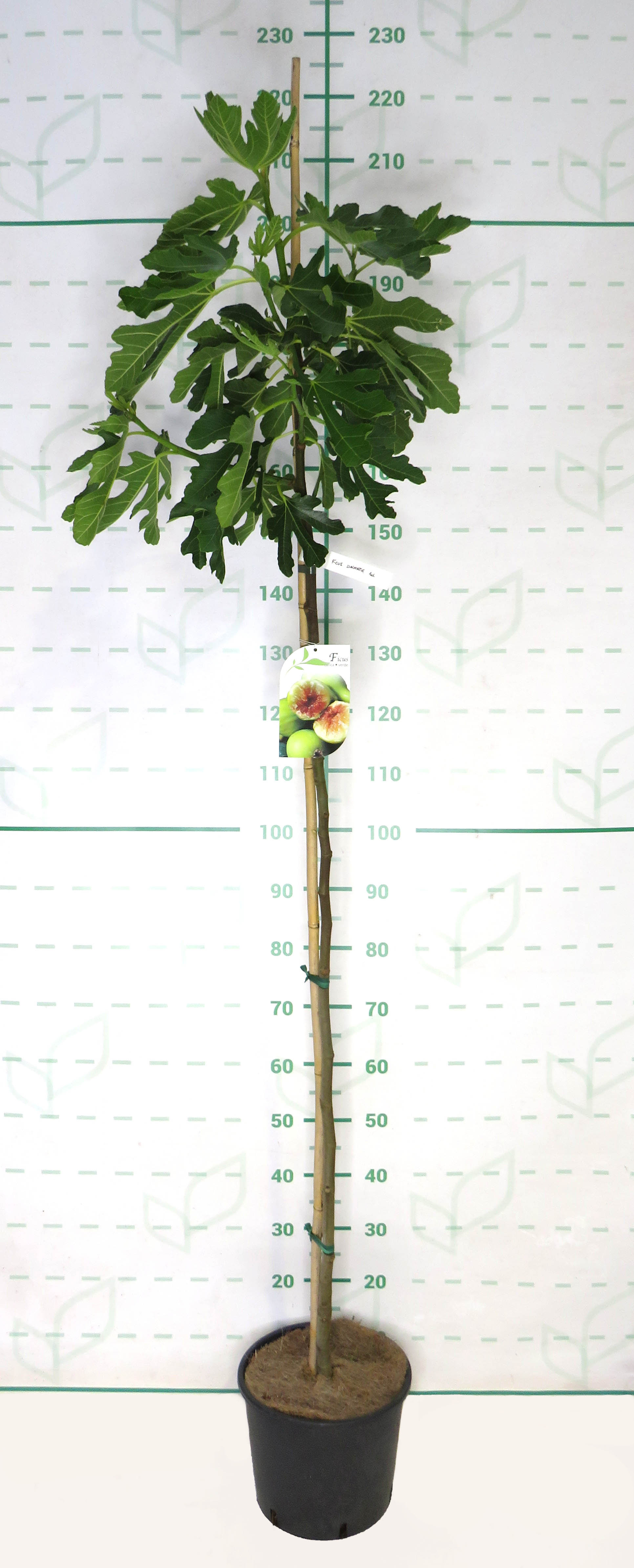 Ficus carica "Dalmatie" 10L 150/170 Ø 4-6