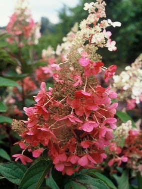 Hydrangea paniculata 5L 40/60 