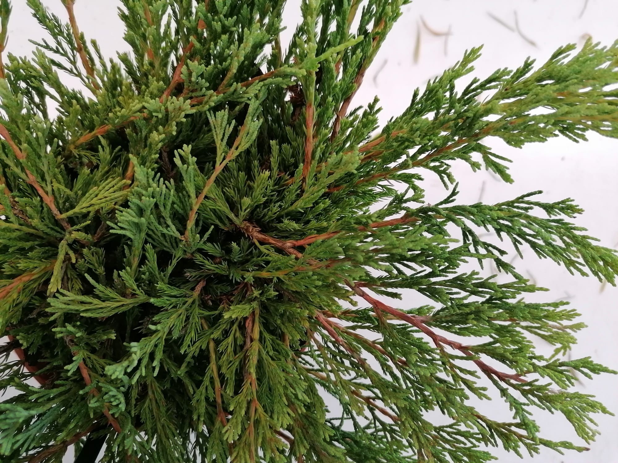 Juniperus horizontalis "Andorra Compact" 2.5L 20/40