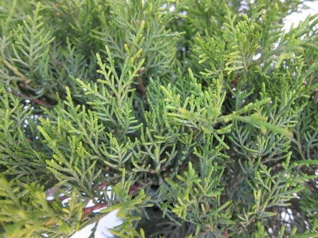 Juniperus x media "Old Gold" 2.5L 20/40