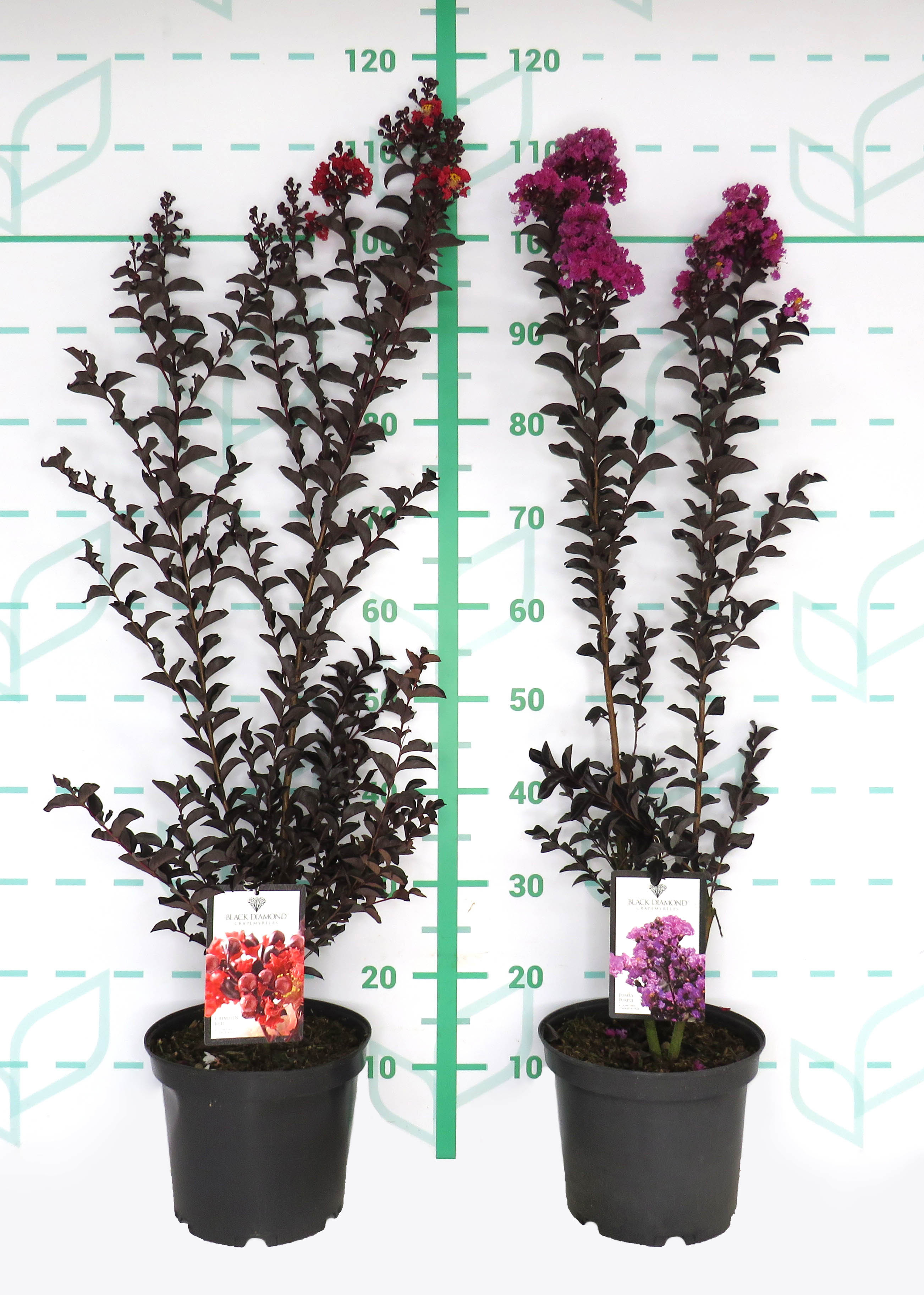 Lagerstroemia indica "Black Diamond" 5L 70/90