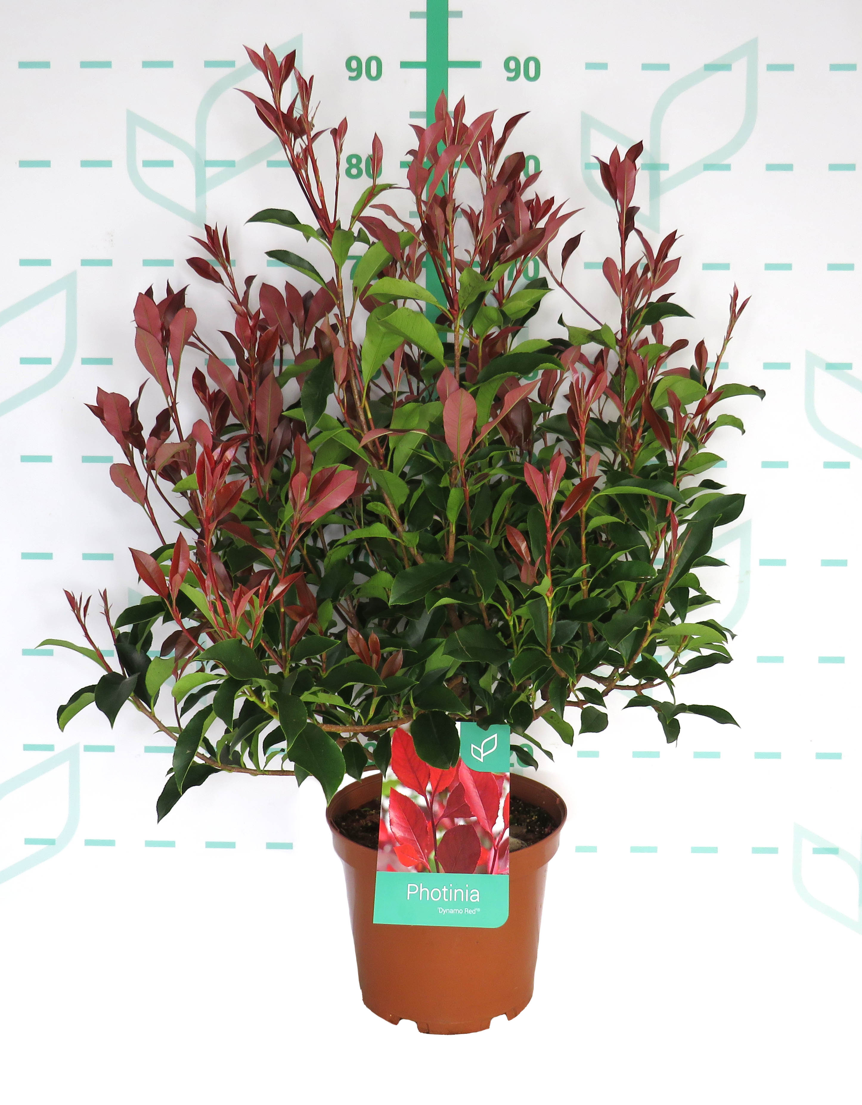 Photinia x fraseri "Dynamo Red" 5L 50/60 - PHOTINIA - ARBUSTIVES