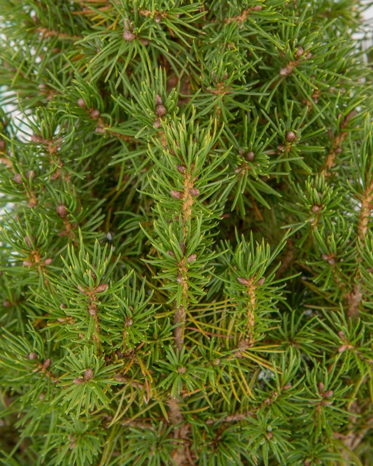 Picea glauca "Conica" 5L Deco 50/60