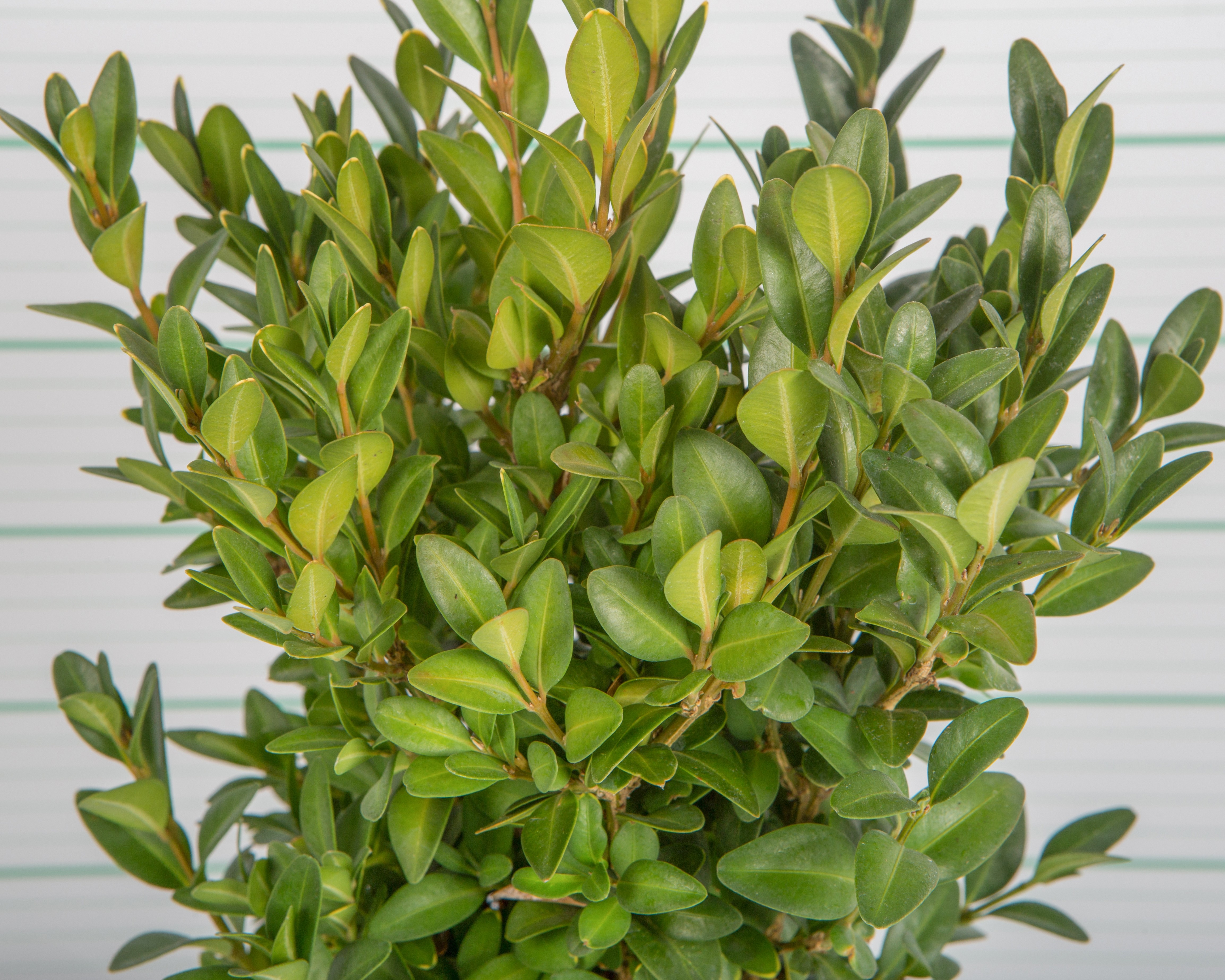 Buxus microphylla "Faulkner" 2L 20/25