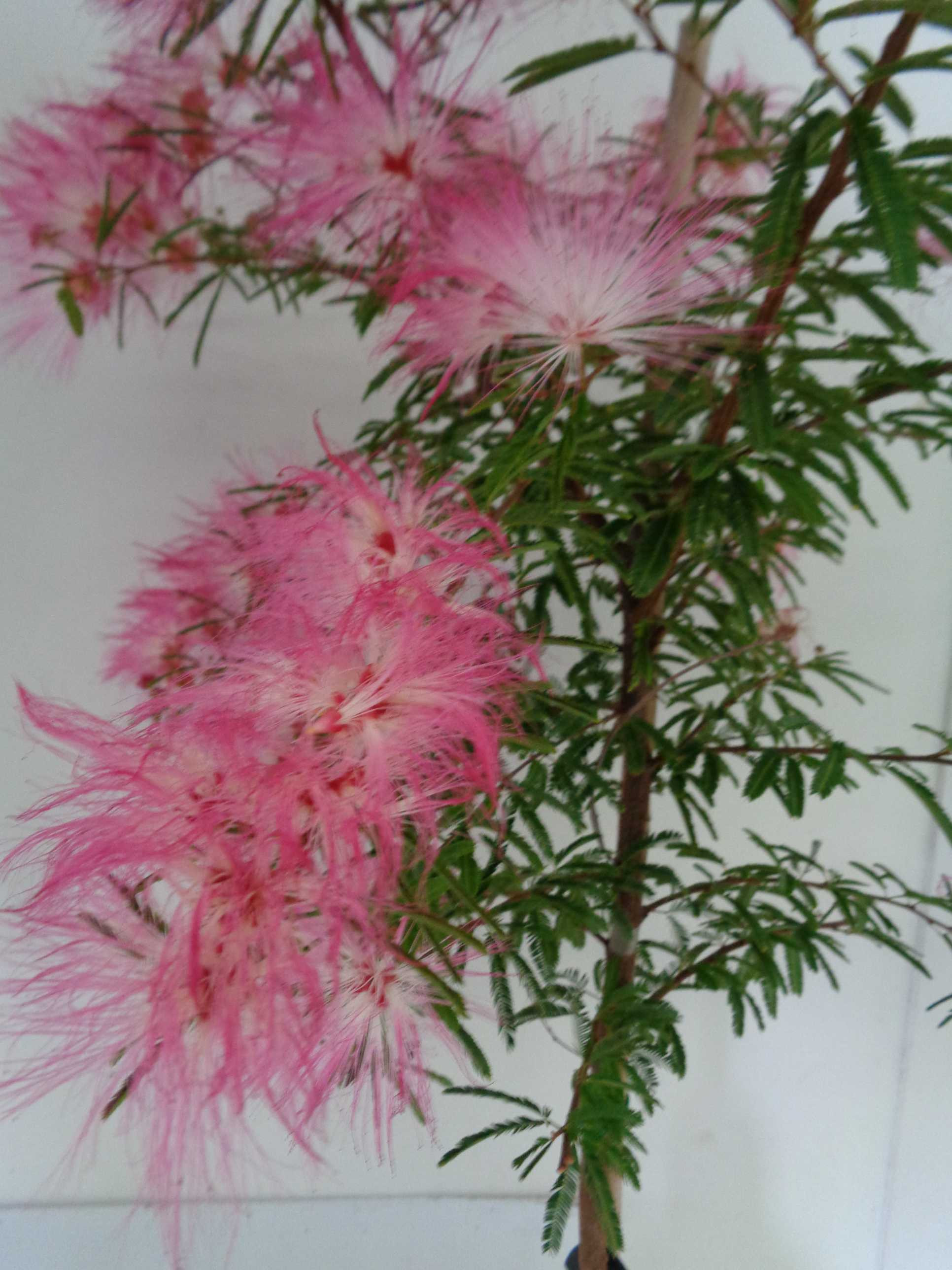 Calliandra surinamensis "Dixie Pink" 5L Espaldera