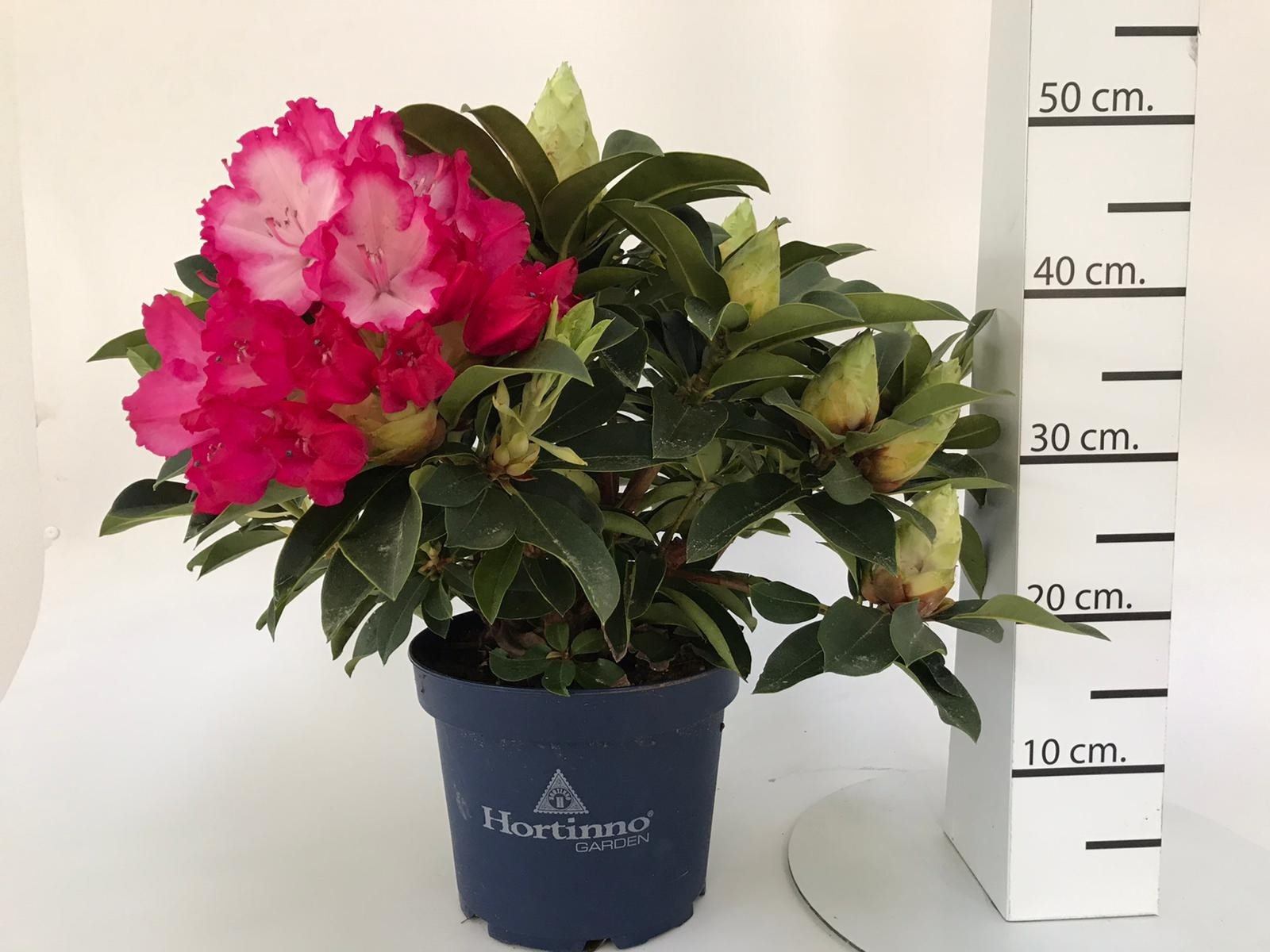 Rhododendron HORTINNO ® 5L "XXL"; "Red Devil"
