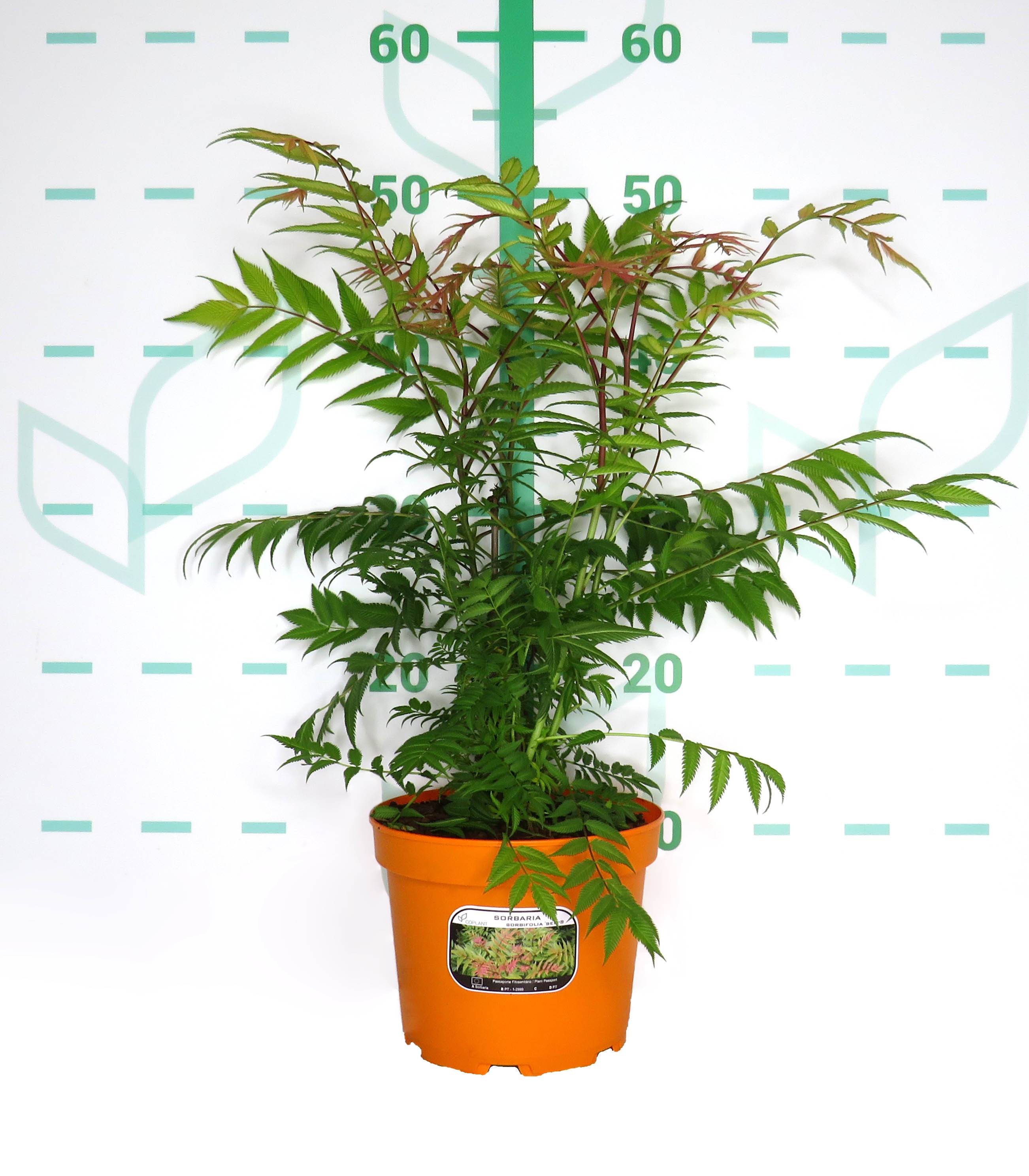 Sorbaria sorbifolia "Sem" 2L 30/40