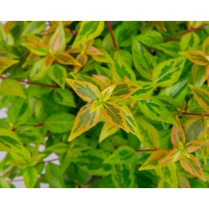 Abelia x grandiflora "Kaleidoscope" ® 2.5L 20/30