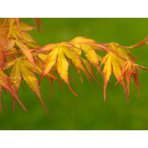 Acer palmatum "Katsura" 10L 140/160