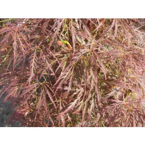 Acer palmatum "Dissectum Garnet" 3L Deco 30/40 DP 40/50